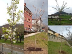 El Ayuntamiento ha plantado 36 nuevos árboles urbanos este invierno