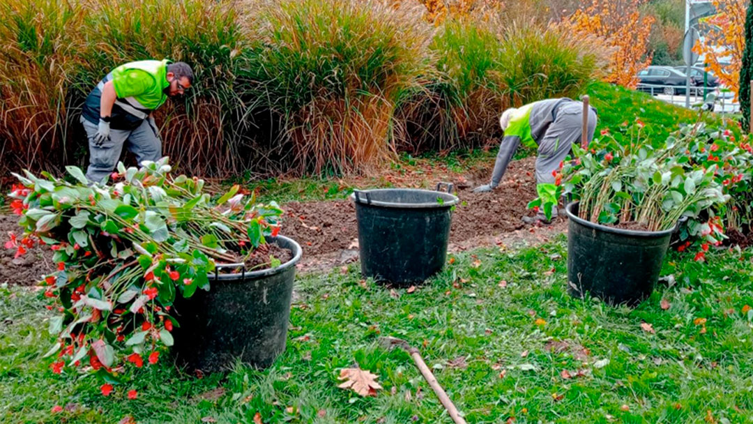 Reparto gratuito de plantas de invierno y bulbos de tulipán el próximo lunes