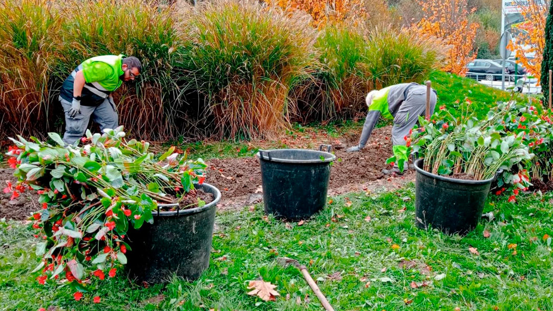 El Ayuntamiento de Legazpi repartirá este viernes unas 150 plantas entre la ciudadanía