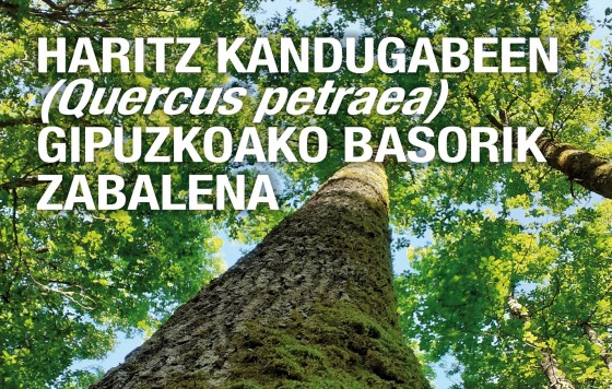 Haritz kandugabeen (Quercus petraea) gipuzkoako basorik zabalena