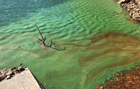 Aparición de algas en la superficie del pantano de Barrendiola