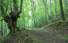 Visita comentada: “Sostenibilidad de los bosques del País Vasco. De la edad media a la edad moderna”