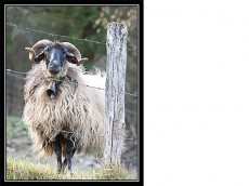GOIMEN recogerá la lana de oveja