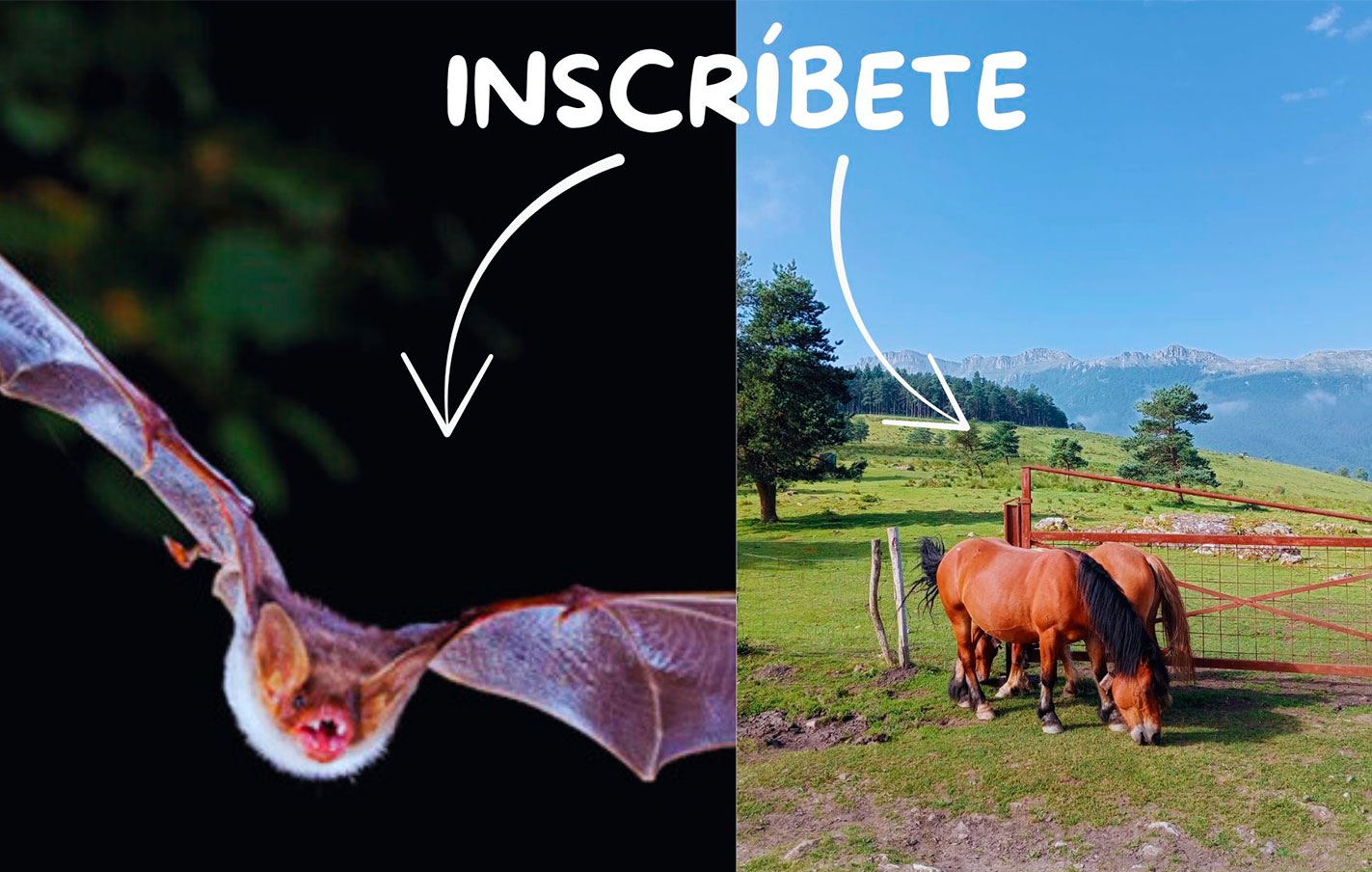 Descubre el monte Arrobi y la noche de los murciélagos el 5 y 6 de septiembre