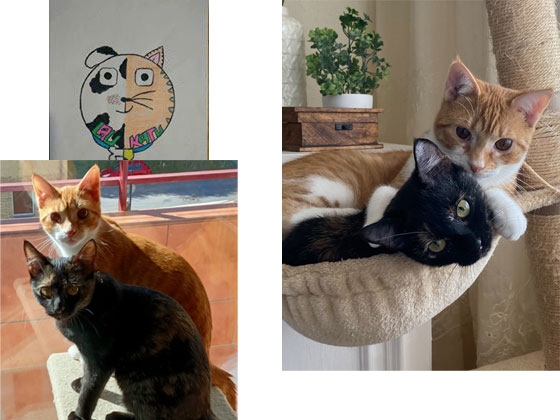 Lau Katu, busca adoptantes para 3 gatas y 2 gatos