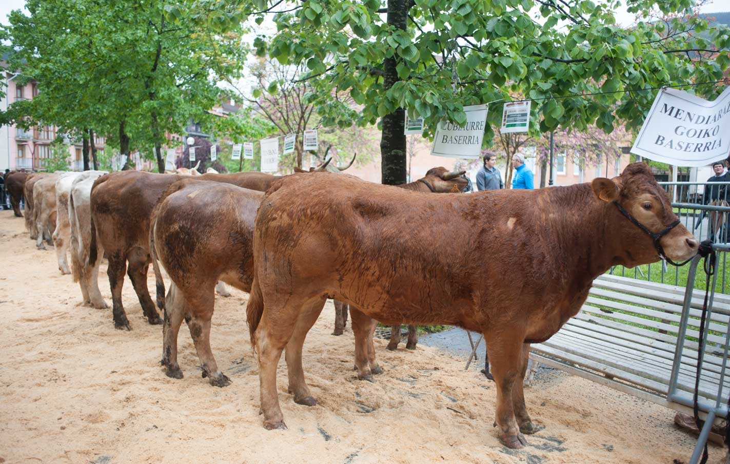 Vídeo de la feria de ganado de  fiestas de 2019 disponibles en la galería de imágenes.