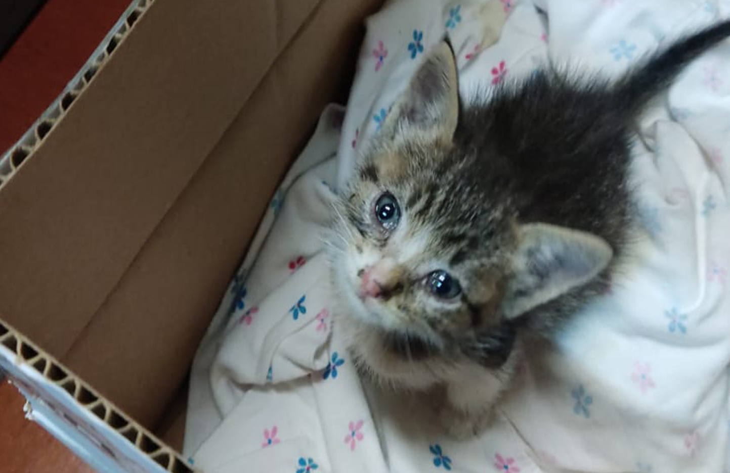 Se necesita un-a adoptante para una gata