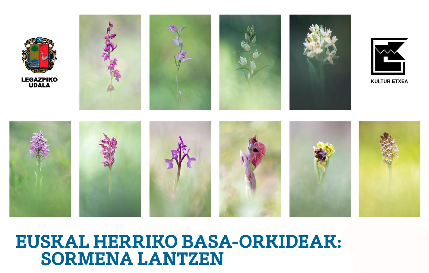 Nueva exposición fotográfica en Kultur Etxea. Orquídeas silvestres del País Vasco: trabajando la creatividad