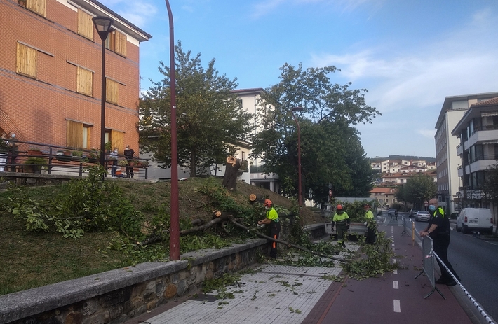 Varios árboles urbanos de Legazpi serán talados en las próximas semanas.