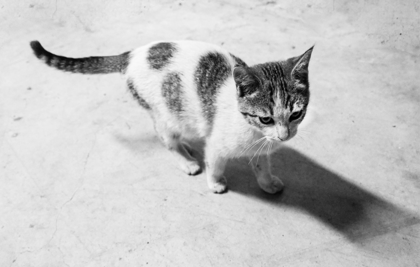 Se buscan adoptantes para 3 crías de gato