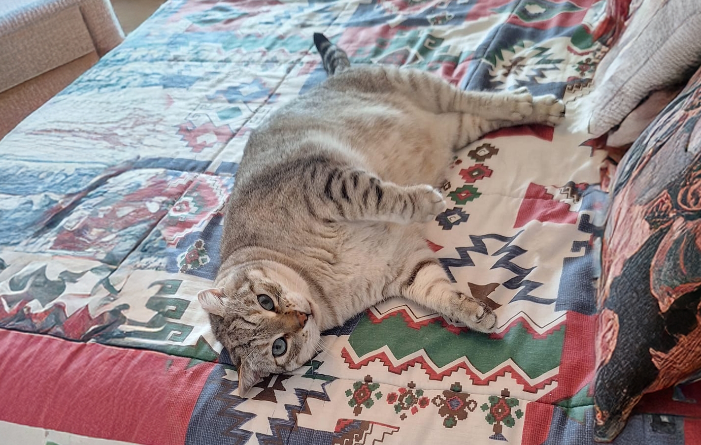 Se busca una familia adoptante para Zeus