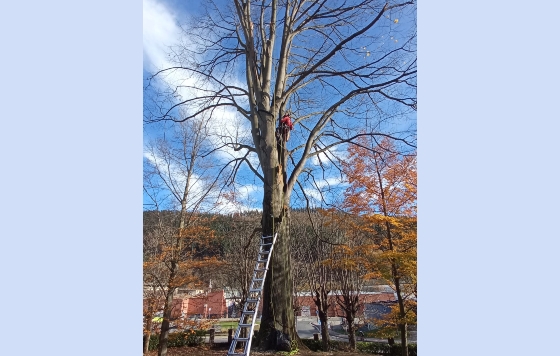Se ha cortado un árbol del parque Agirre-Etxeberri