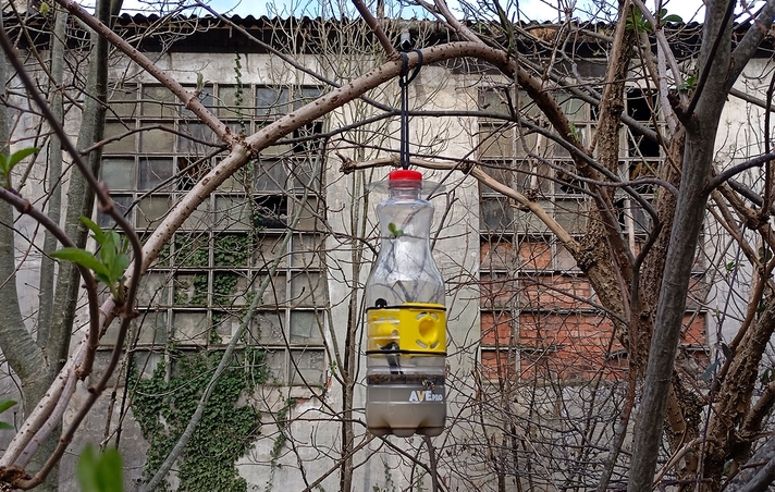 El ayuntamiento colocará 20 trampas de avispa asiática en diferentes puntos del pueblo