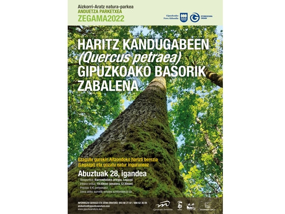 Conoce el bosque de roble albar de Aitzondo y disfruta del entorno natural