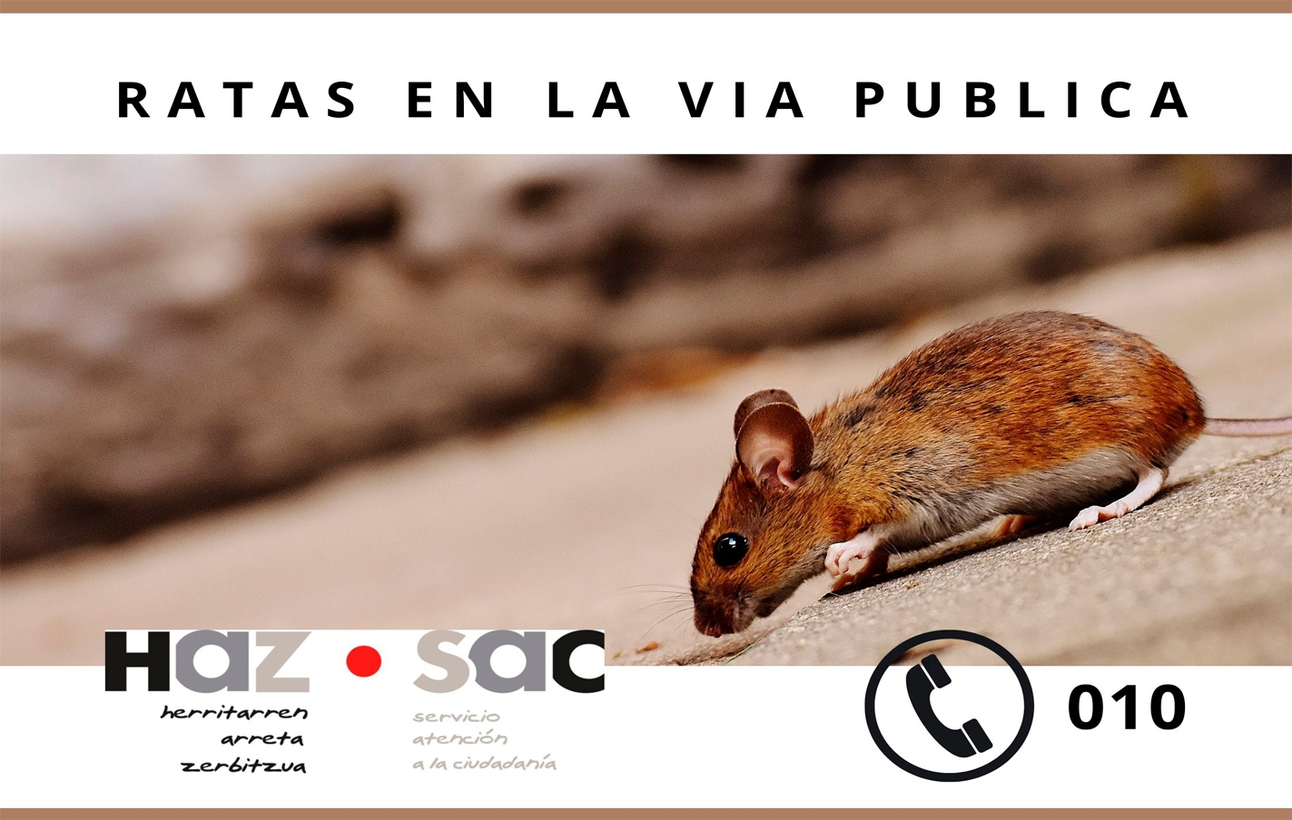 Cómo actuar en caso de presenciar ratas