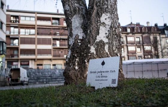 Placas identificativas en 40 árboles de Legazpi