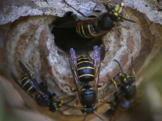 Nidos de Avispa asiática en el parque Agirre-Etxeberri y San Juan auzoa nº 6