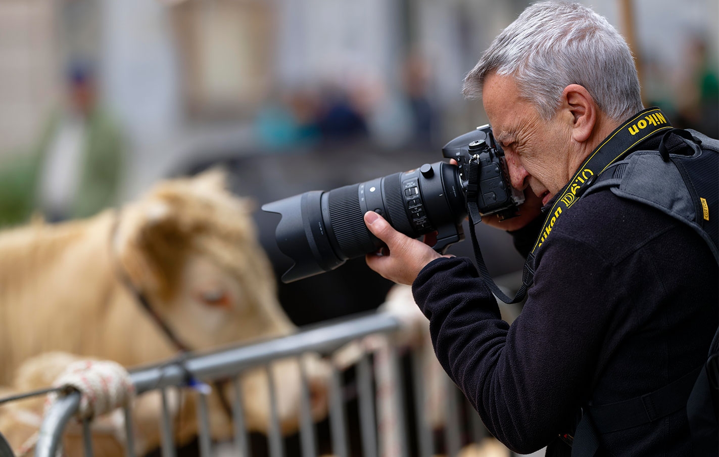 Reparto de premios del concurso de fotografía de le Feria de Ganado e inauguración de la Exposición este viernes