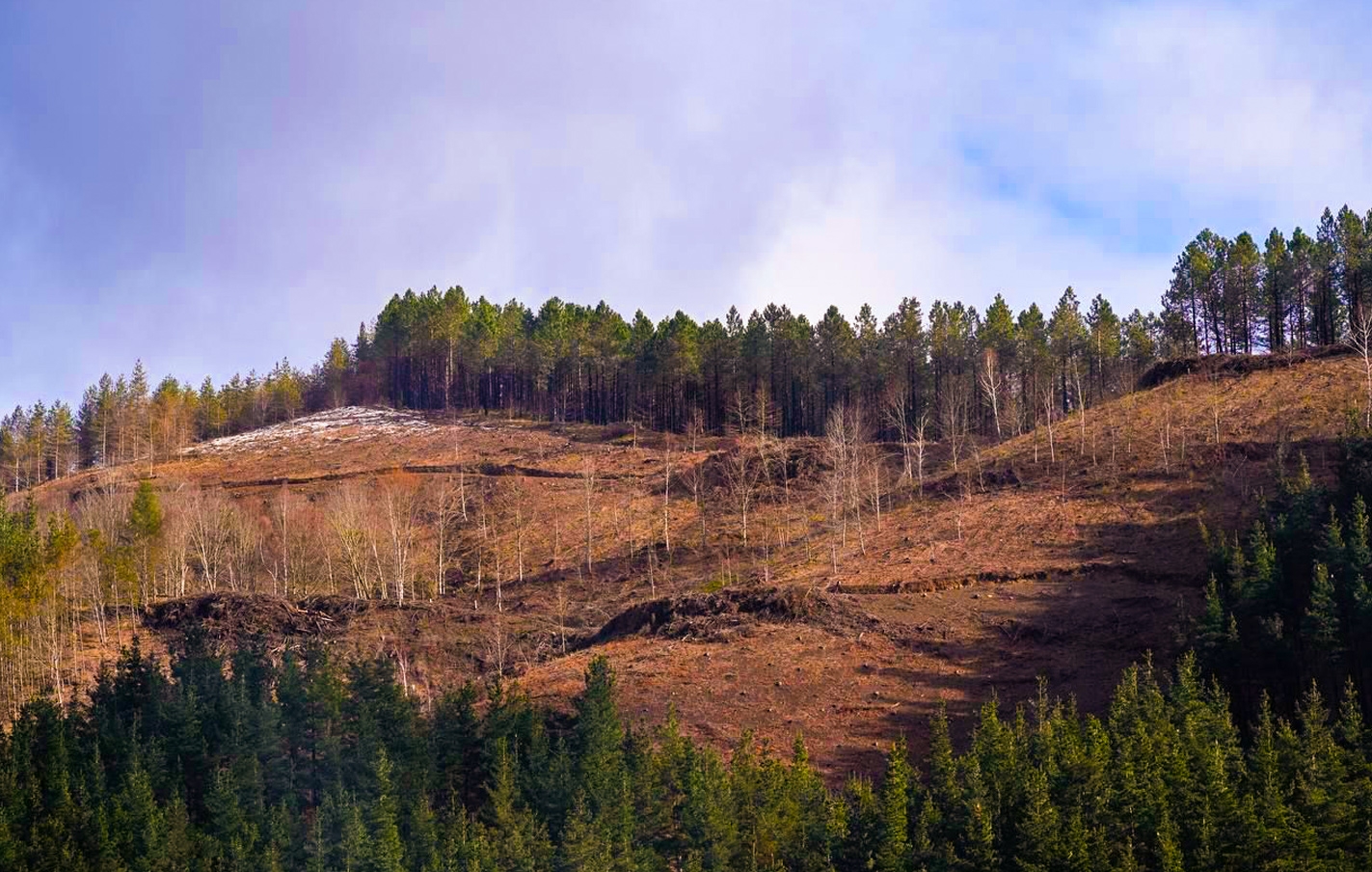 Día Internacional de los Bosques