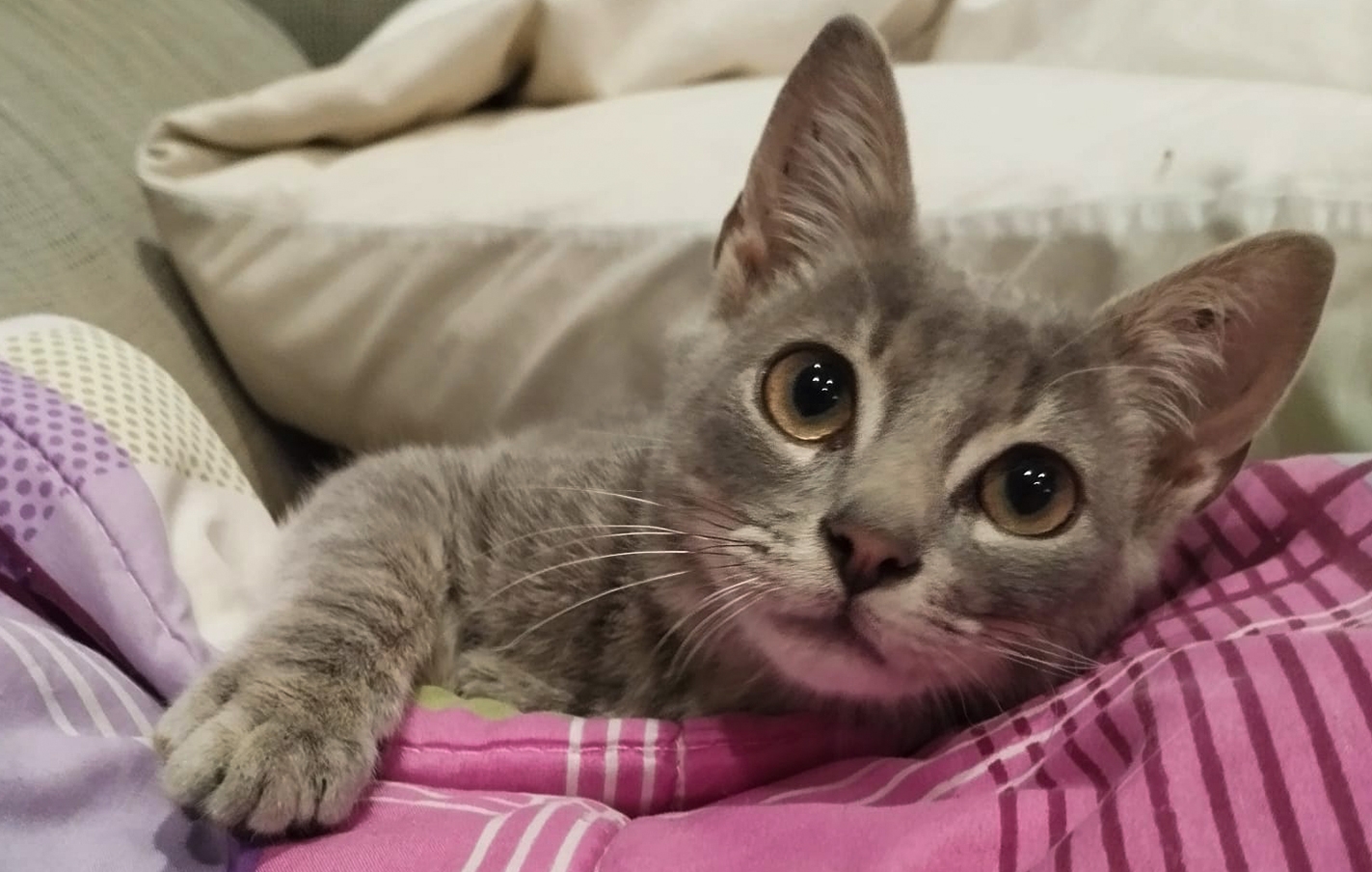 Se busca una familia adoptante para una gata