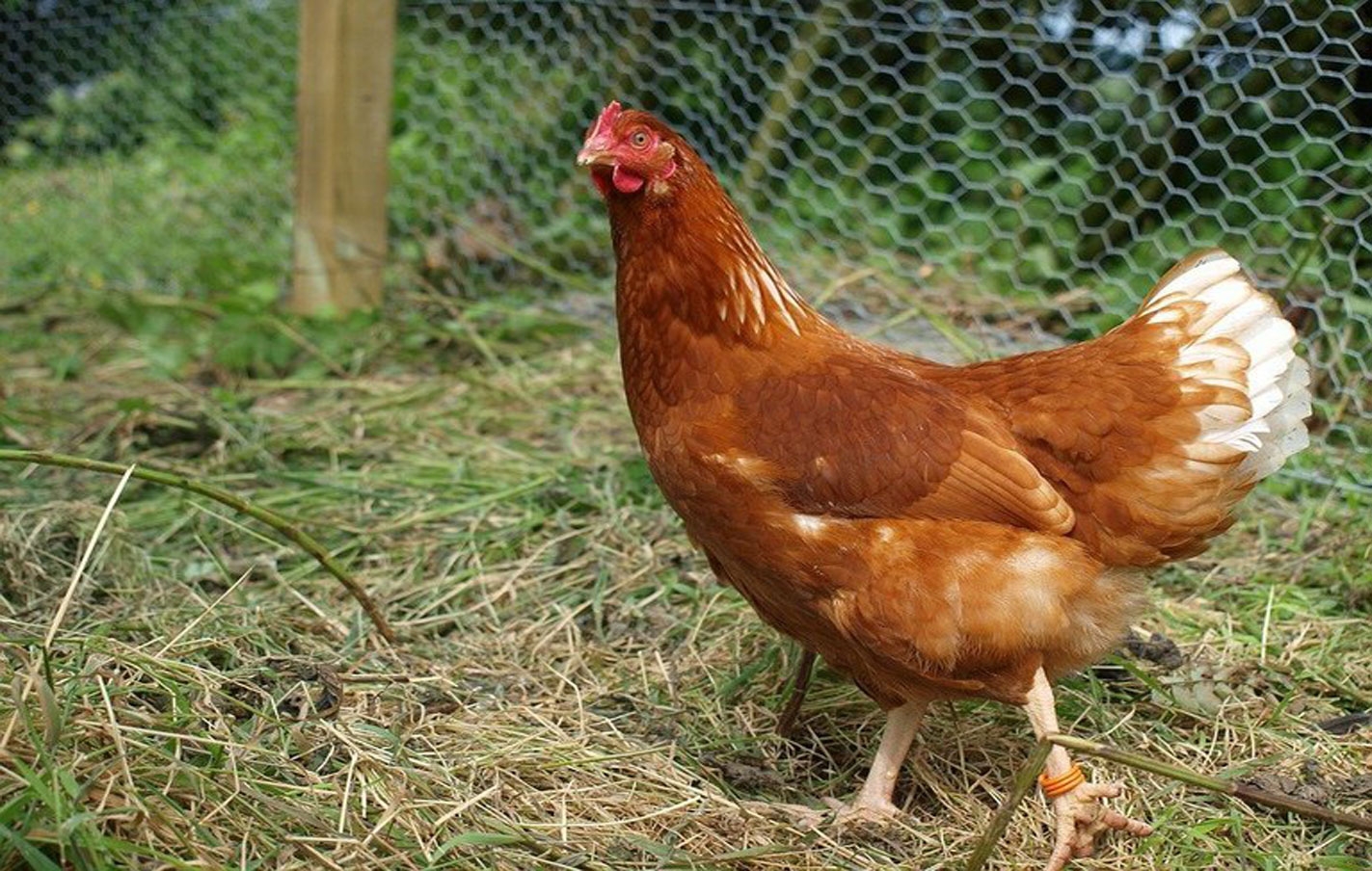 Las personas con aves vivas de autoconsumo están obligadas a darse de alta en el registro general de explotaciones ganaderas