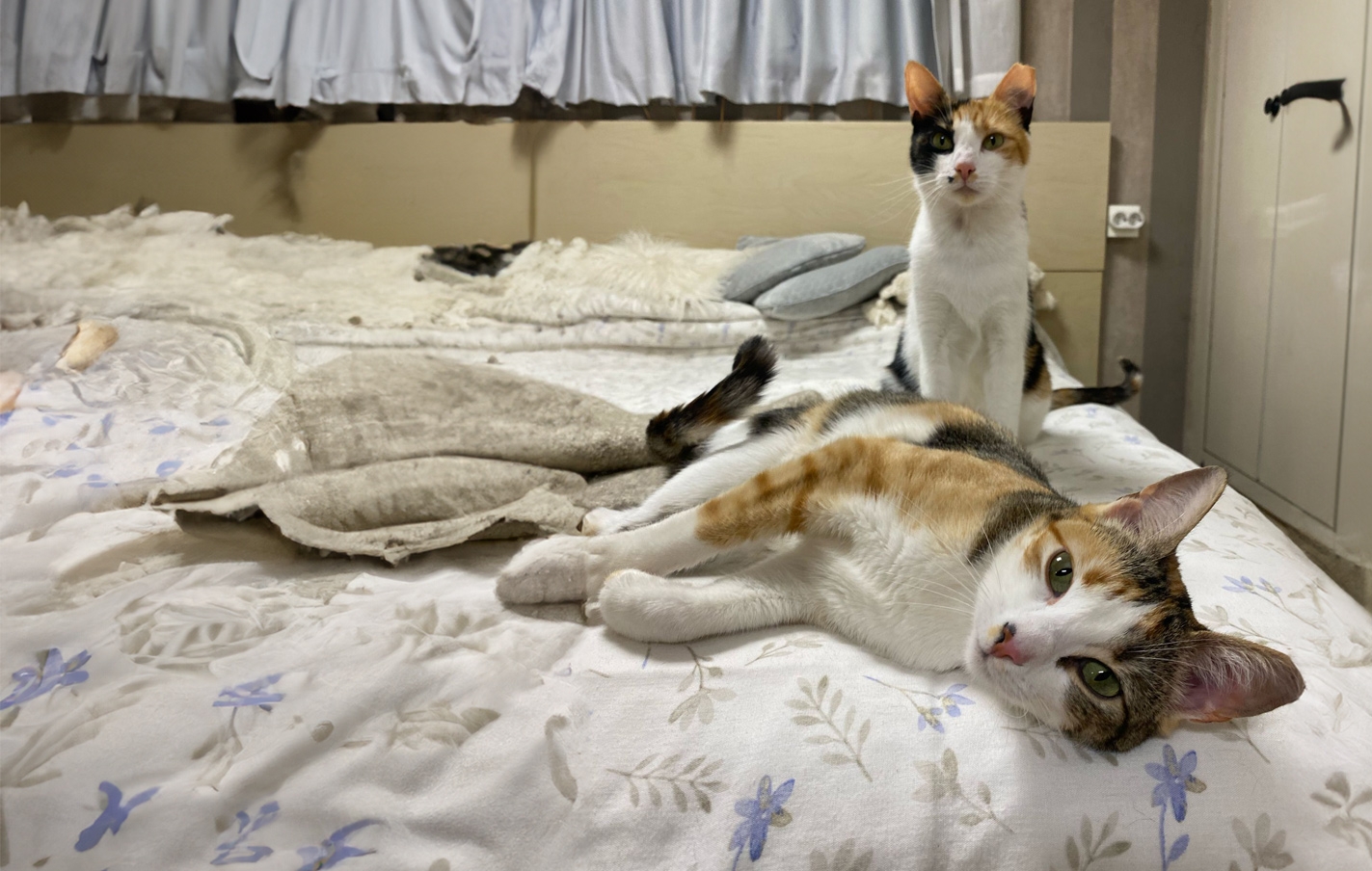 Se busca casa de acogida para dos gatas