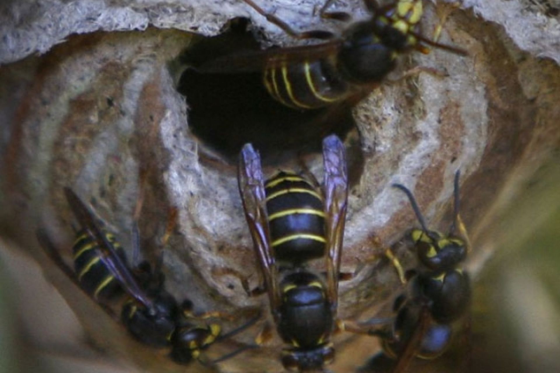 Nidos de Avispa asiática en el parque Agirre-Etxeberri y San Juan auzoa nº 6